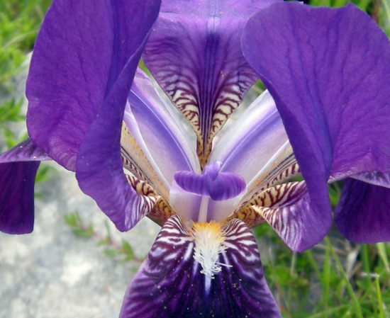 Iris suaveolens?